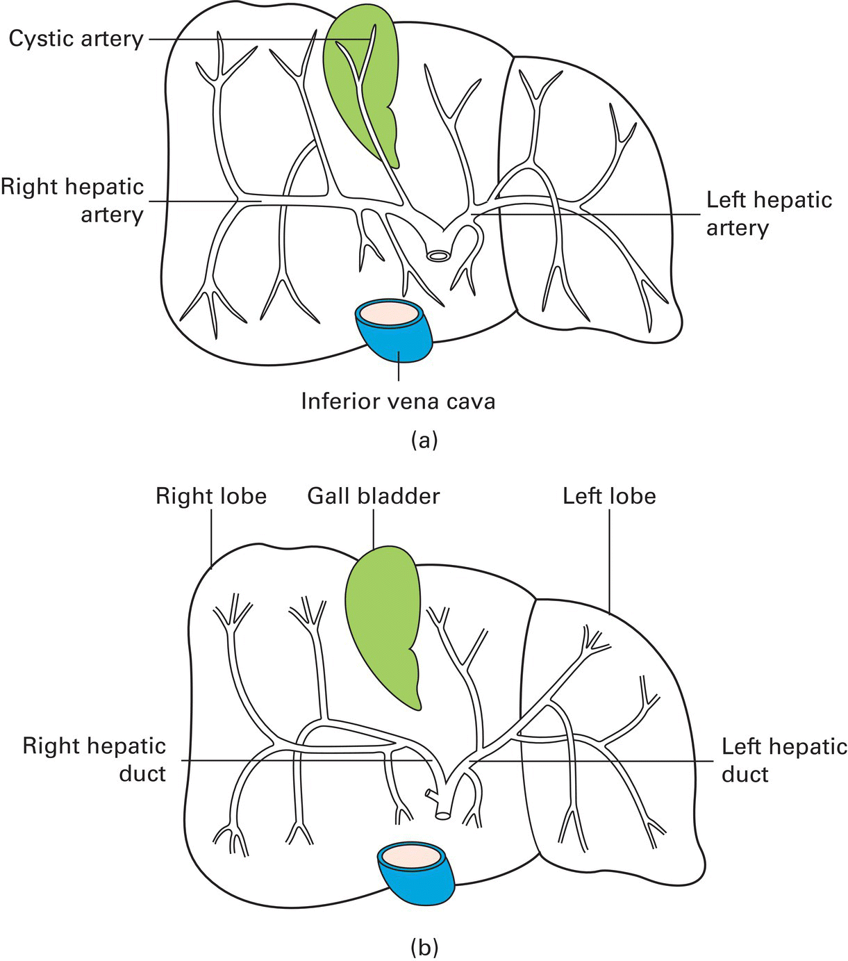 2: The Abdomen And Pelvis | Basicmedical Key