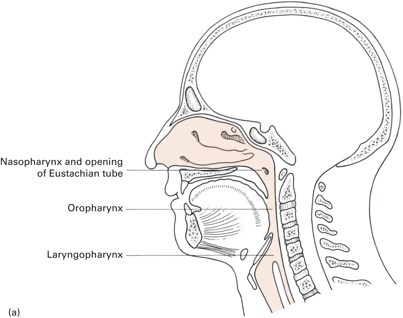 5: The Head And Neck | Basicmedical Key