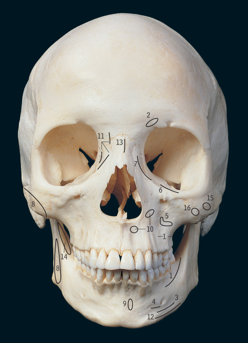 Head, Neck And Brain | Basicmedical Key