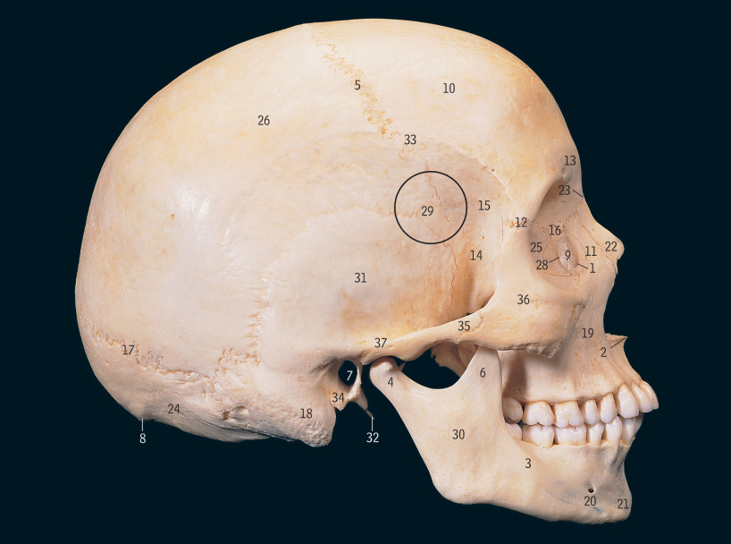 Head, Neck And Brain | Basicmedical Key