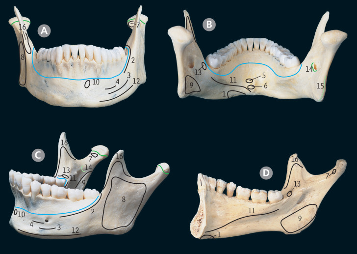 Head, Neck And Brain | Basicmedical Key