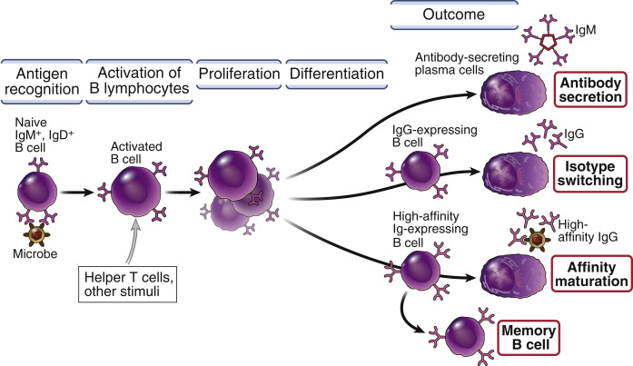 Humoral Immune Responses: Activation Of B Lymphocytes And Production Of ...