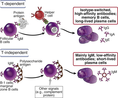 Humoral Immune Responses: Activation Of B Lymphocytes And Production Of ...