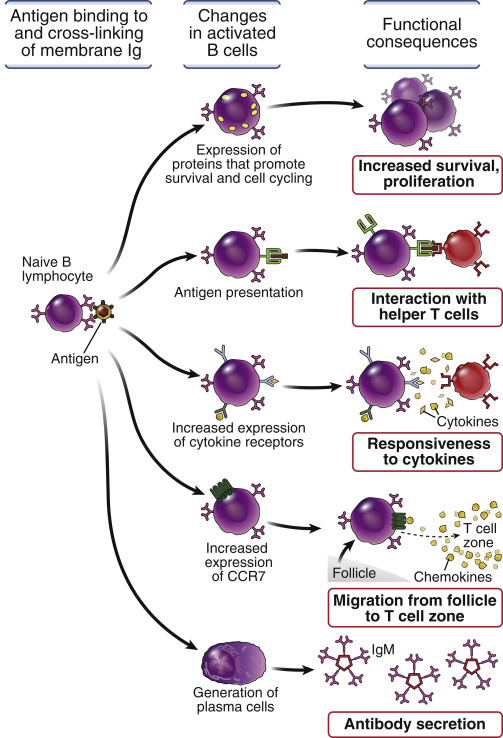 Humoral Immune Responses: Activation Of B Lymphocytes And Production Of ...