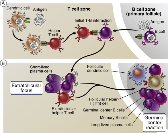 B Lymphocytes And The Immune Response With Diagram