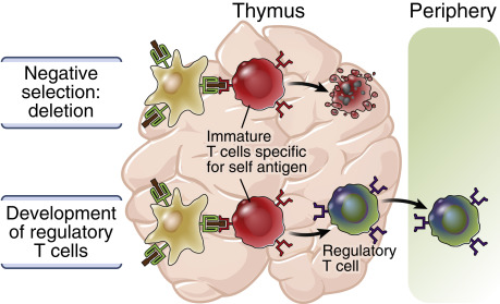 Immunologic Tolerance And Autoimmunity: Self–Nonself Discrimination In ...