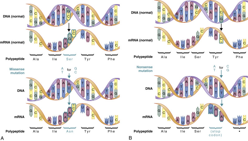 Genetic Variation: Its Origin And Detection | Basicmedical Key