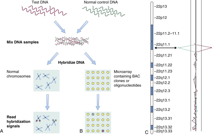 Clinical Cytogenetics: The Chromosomal Basis Of Human Disease ...