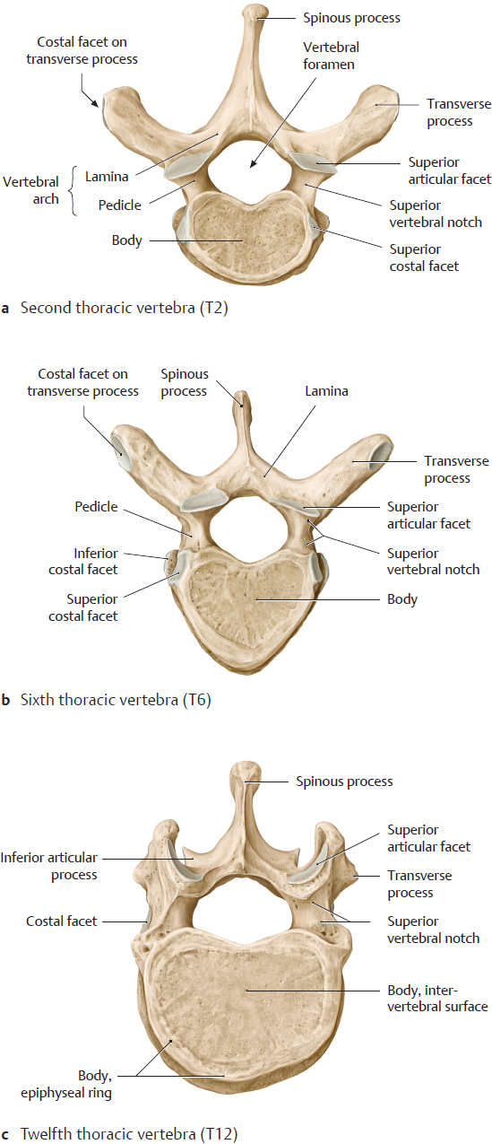 Bones, Ligaments, And Joints | Basicmedical Key