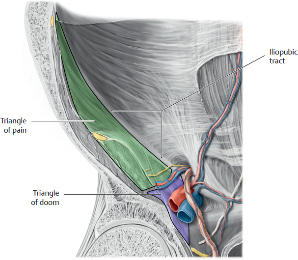 Neurovascular Systems: Topographical Anatomy | Basicmedical Key