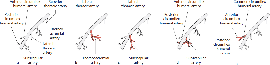 Neurovascular Systems: Topographical Anatomy | Basicmedical Key