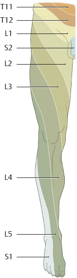 Neurovascular Systems: Topographical Anatomy | Basicmedical Key