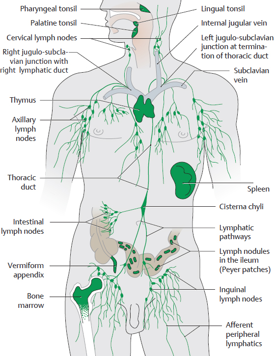 The Lymphatic System And Glands | Basicmedical Key