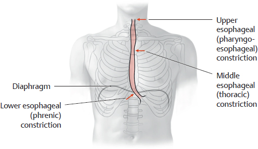 Esophagus And Thymus And Their Neurovasculature | Basicmedical Key