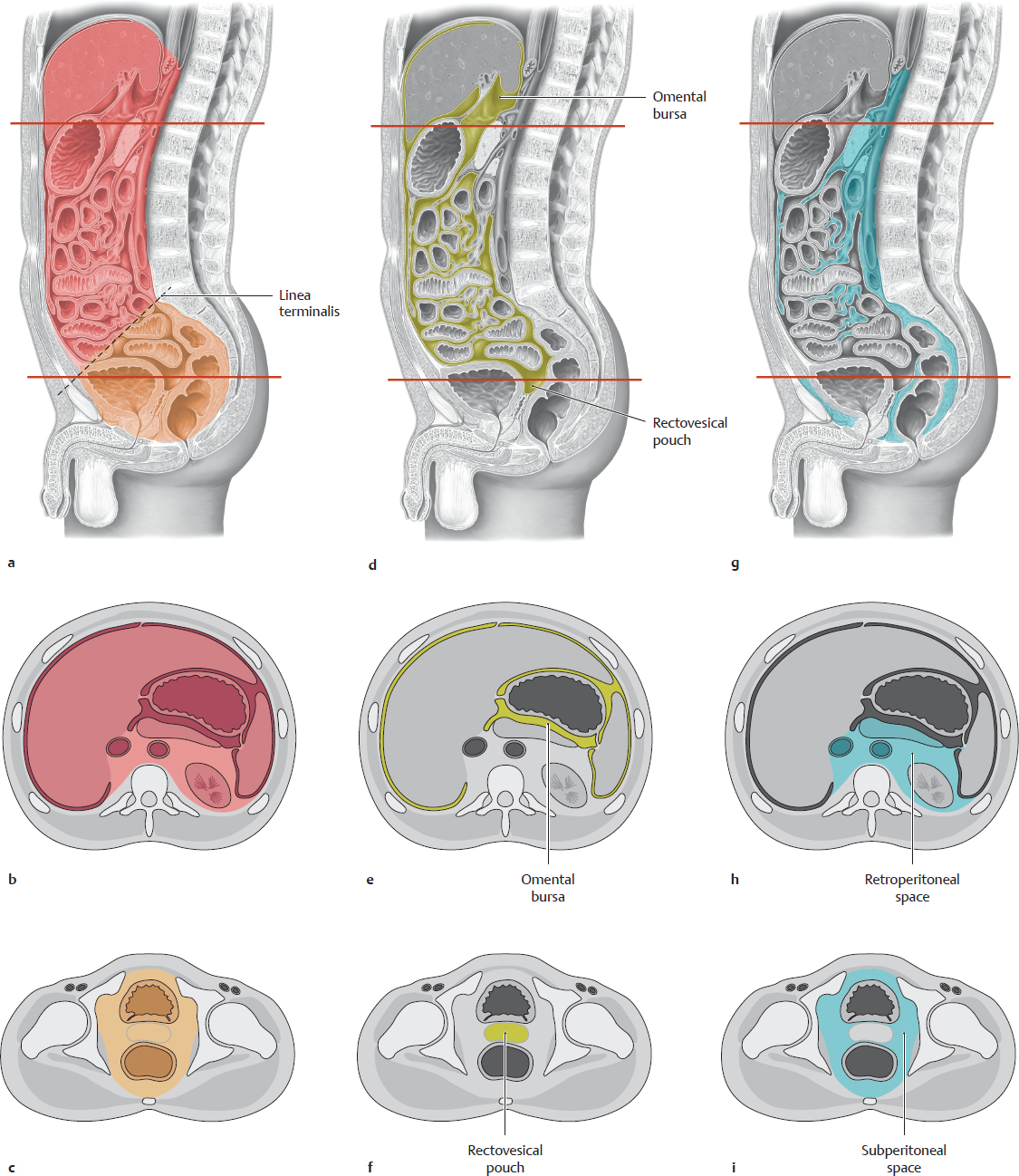 Structure Of The Abdominal And Pelvic Cavities: Overview | Basicmedical Key