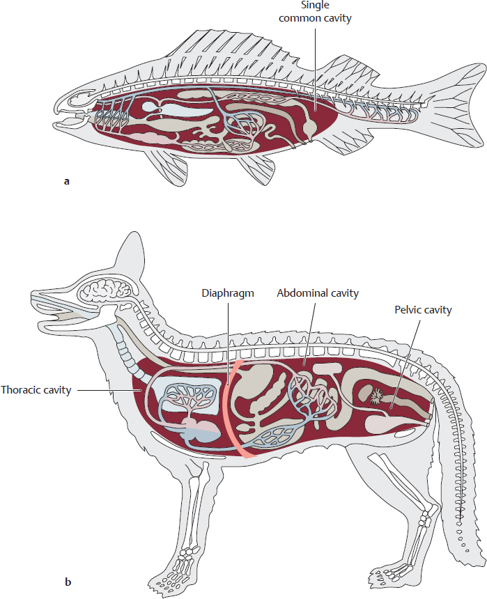 Body Cavities | Basicmedical Key