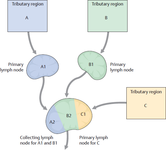 Lymphatic System Basicmedical Key