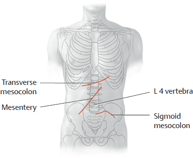 Topographical Anatomy | Basicmedical Key