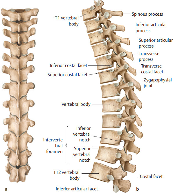 Chapter 12 Thoracic Spine And Thoracic Cage | Basicmedical Key