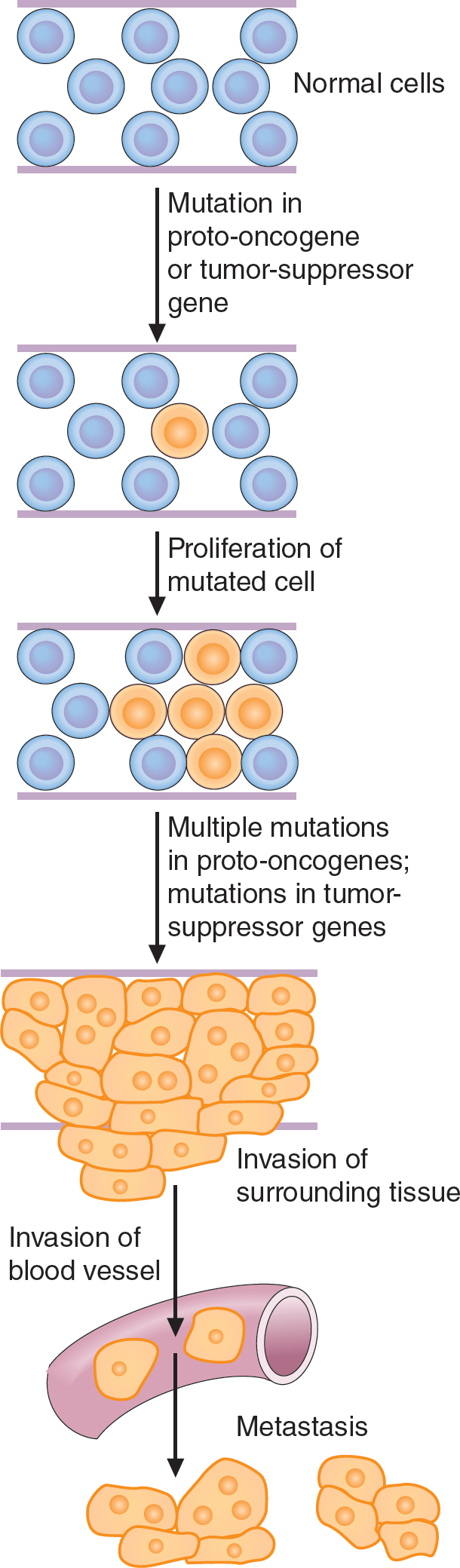 The Molecular Biology Of Cancer | Basicmedical Key