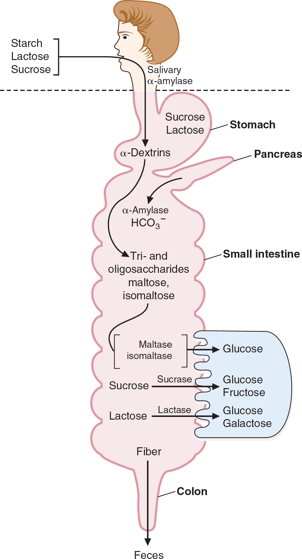 Digestion, Absorption, And Transport Of Carbohydrates | Basicmedical Key