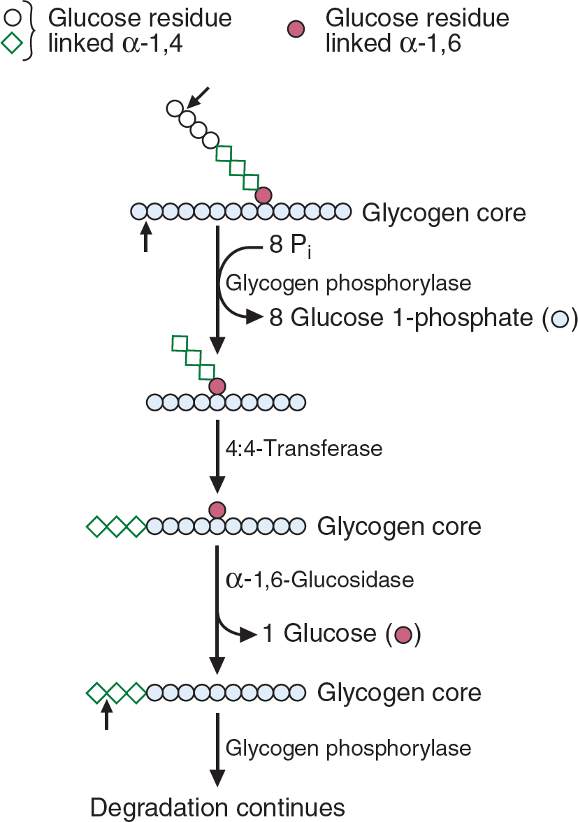 Formation And Degradation Of Glycogen | Basicmedical Key