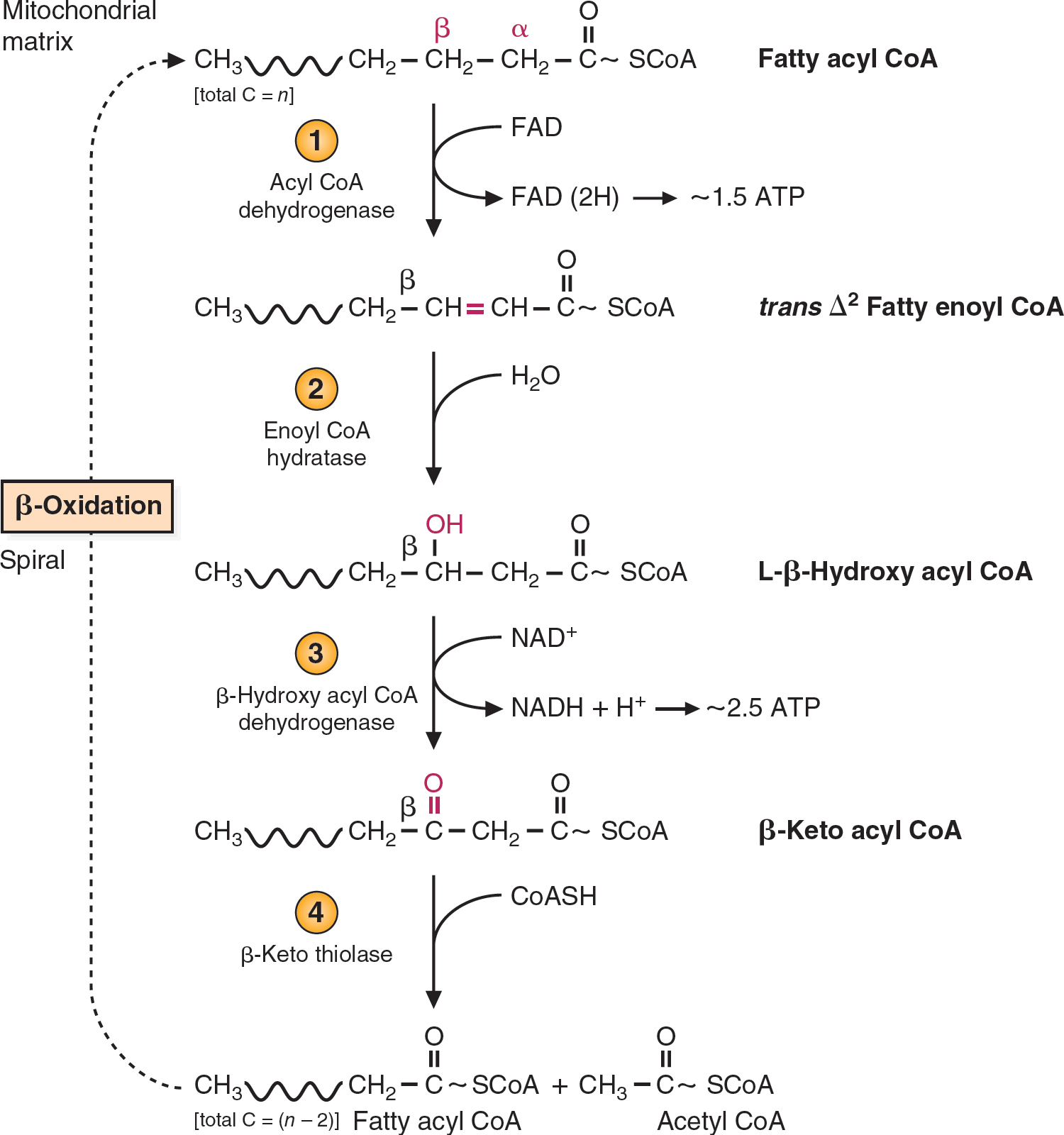 Oxidation Of Fatty Acids And Ketone Bodies | Basicmedical Key