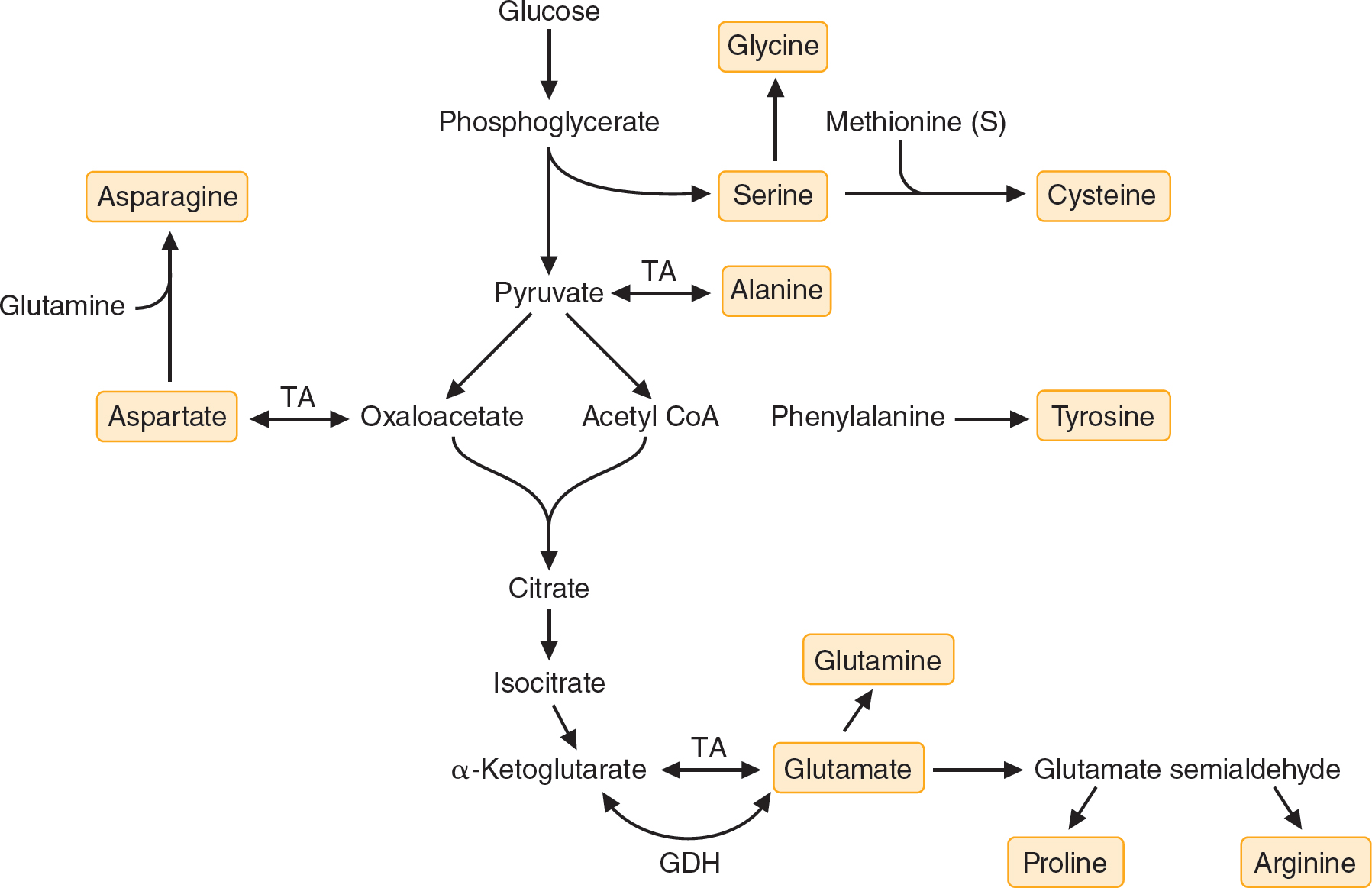 Synthesis And Degradation Of Amino Acids | Basicmedical Key