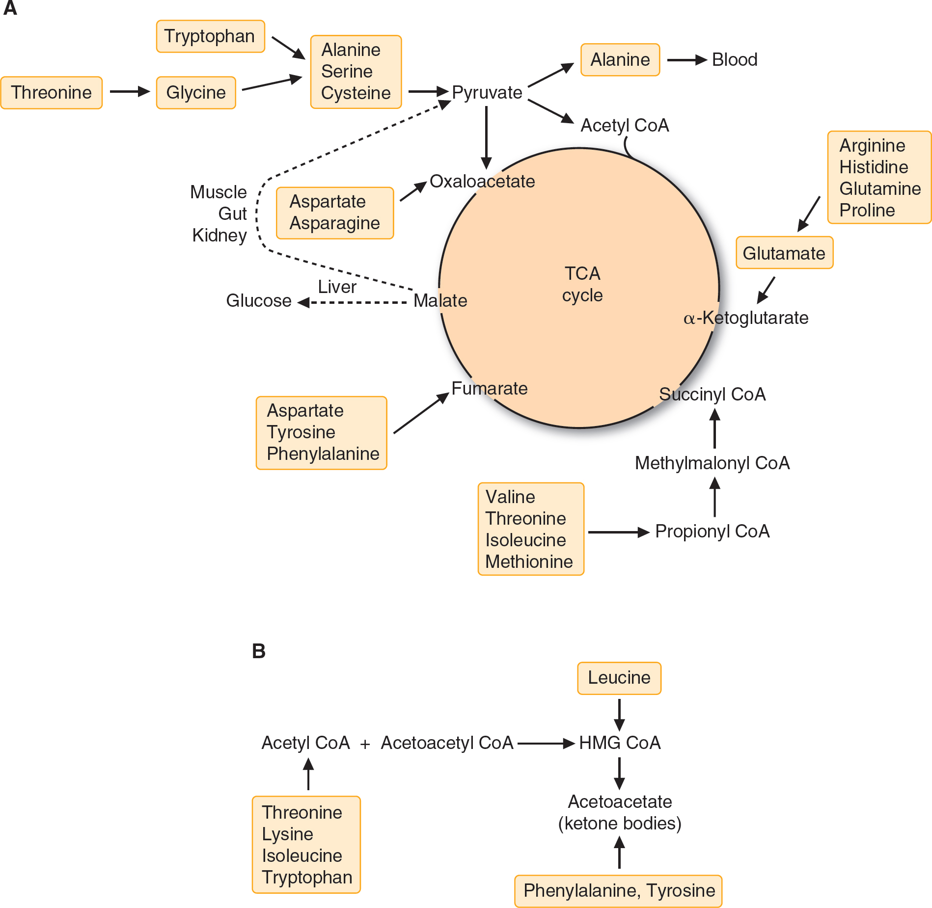 Synthesis And Degradation Of Amino Acids | Basicmedical Key