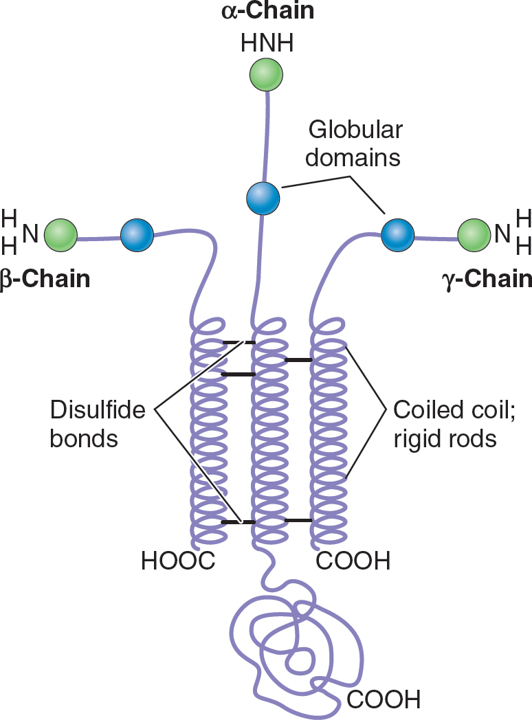 The Extracellular Matrix And Connective Tissue | Basicmedical Key