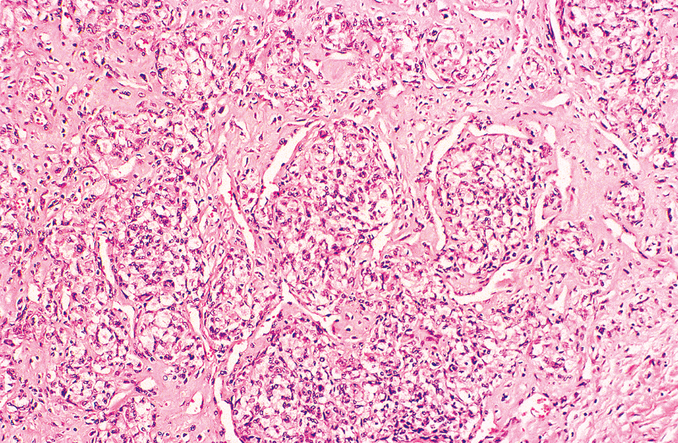 A microscopic view includes a representation featuring extended cells with dark nuclei and fibrous structures under a microscope, with round formations present.