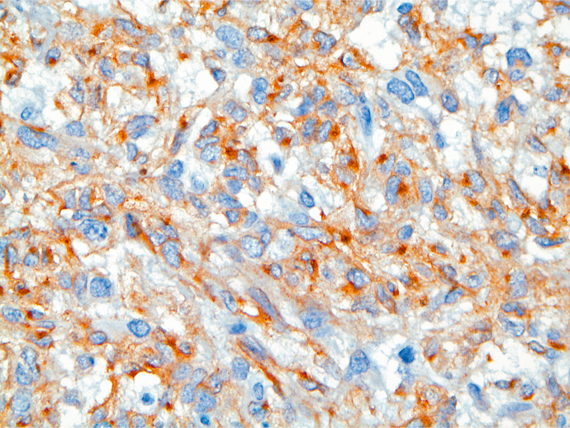 A microscopic view shows round to oval cells with small, dark brown dots concentrated in their centers, resembling specks or seeds.