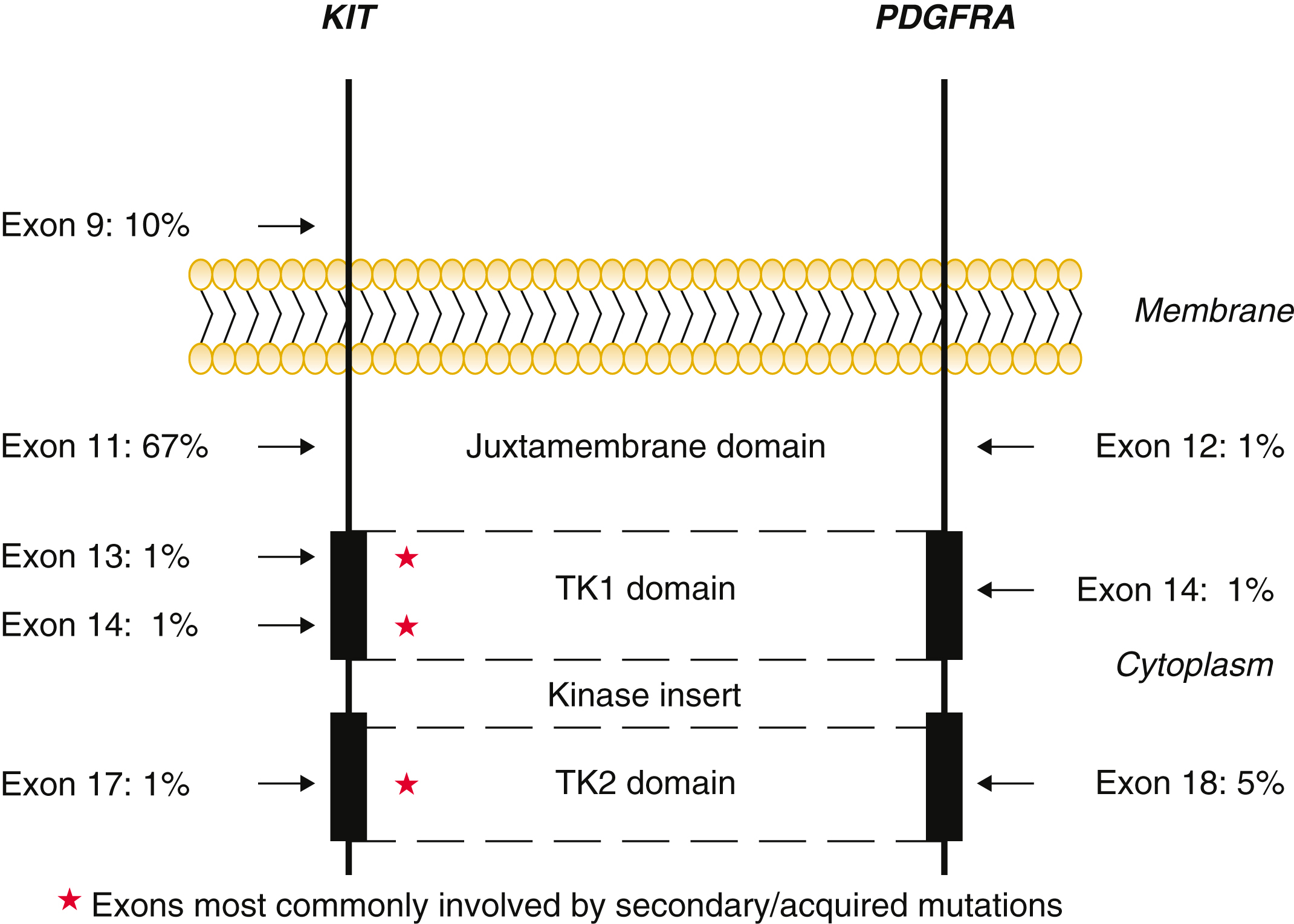 A visual comparing KIT and Platelet-Derived Growth Factor Receptor Alpha gene mutations, highlighting exons and mutation hotspots. A schematic diagram compares mutation hotspots in the KIT and Platelet-Derived Growth Factor Receptor Alpha genes, which are relevant to the pathogenesis of Gastrointestinal Stromal Tumors. Both genes are shown as transmembrane receptor tyrosine kinases with a lipid bilayer representing the membrane. The KIT gene includes exons 9, 11, 13, 14, and 17, with exon 11 in the juxtamembrane domain being the most frequently mutated, 67 percent, followed by exon 9 contributing 10 percent. Exons 13 and 14 are in the tyrosine kinase 1 domain, and exon 17 is in the tyrosine kinase 2 domain. Stars highlight exons commonly involved in secondary mutations. The Platelet-Derived Growth Factor Receptor Alpha gene includes exons 12, 14, and 18, with exon 18 contributing 5 percent and exon 12 contributing 1 percent, being the most notable. The diagram also shows the kinase domains, T K 1, kinase insert, and T K 2, within the cytoplasm. The mutation distribution helps identify key regions for targeted therapy and diagnostic interpretation.