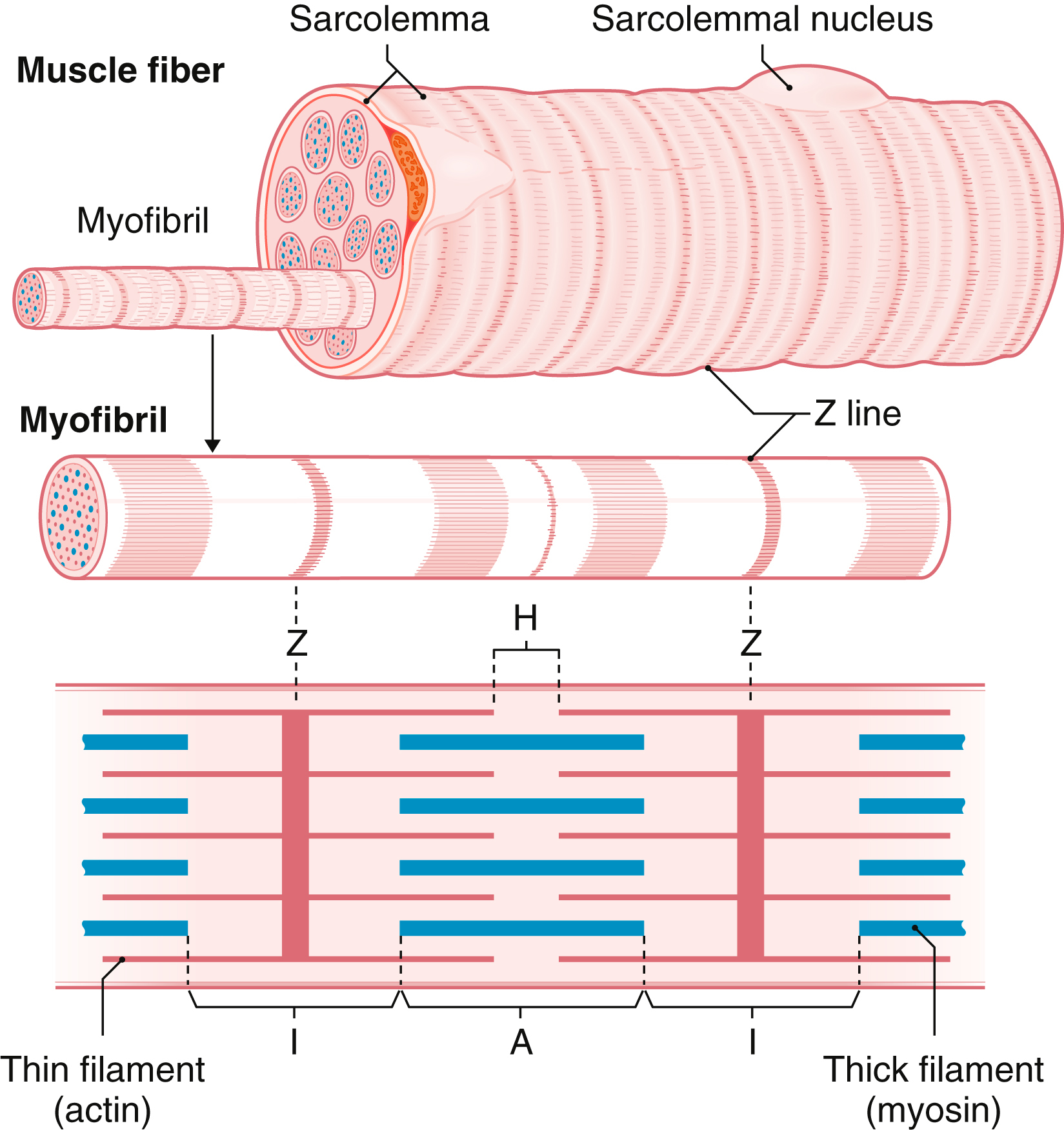 A diagram of muscle fiber structure and myofibril displays sarcolemma, sarcolemmal nucleus, Z line, H zone, A band, I band, thin filament actin, and thick filament myosin. The diagram depicts the structure of muscle fiber and myofibril in detail. At the top, a muscle fiber is labeled with sarcolemma and sarcomere. Below the muscle fiber, a myofibril is presented with the Z line identified. At the bottom, a detailed view of the myofibril structure is provided, which features sarcomere components such as the Z line, H zone, A band, I band, thin filament actin, and thick filament myosin. The Z lines are located at each end of the sarcomere, which delineates its boundaries. The H zone is centered within the sarcomere and represents the region that contains only thick filaments. The A band spans the length of the thick filaments, while the I band is the area of solely thin filaments.